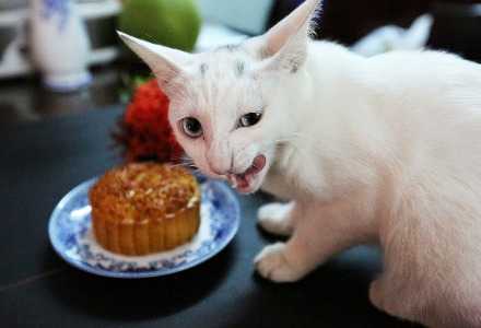镕盛配资 年报密集出炉 宠物经济成机构调研“香饽饽”